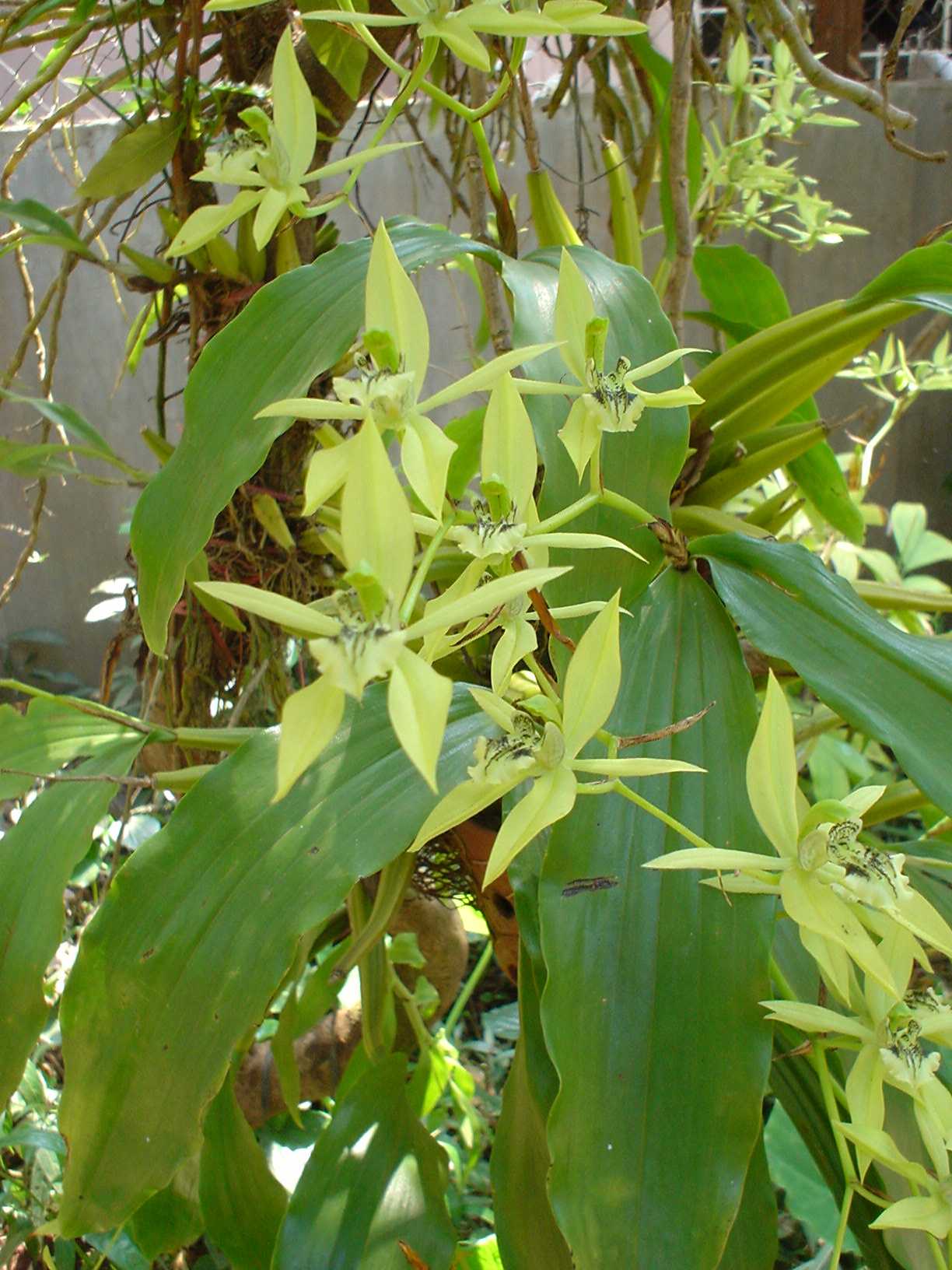 Coelogyne brachyptera