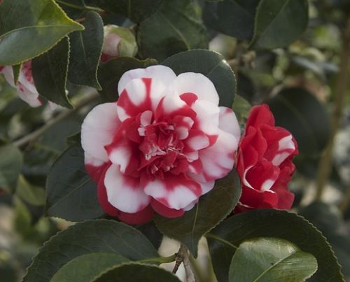 Camellia japonica red white