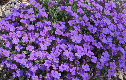 Aubrieta deltoidea Royal Violet