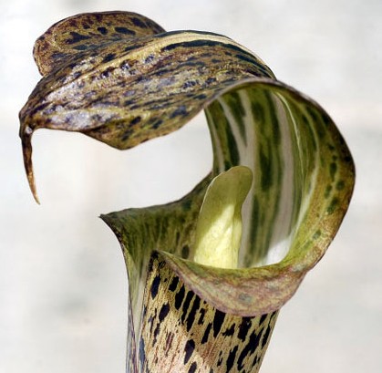 Arisaema nepenthoides
