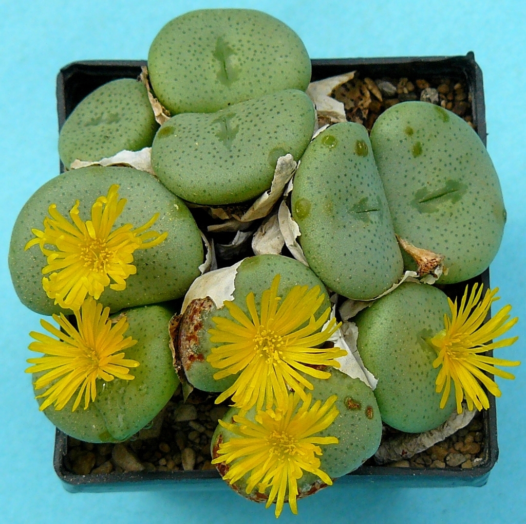 Conophytum flavum ssp flavum