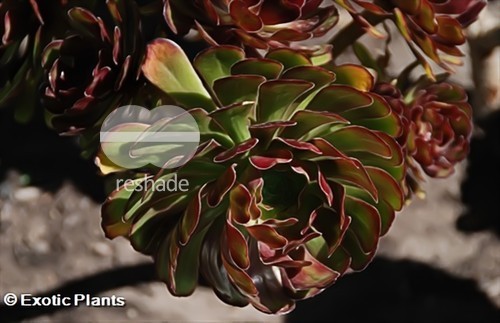 Aeonium arboreum atropurpureum