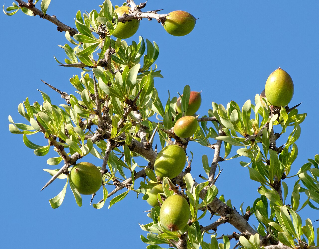 Argania spinosa