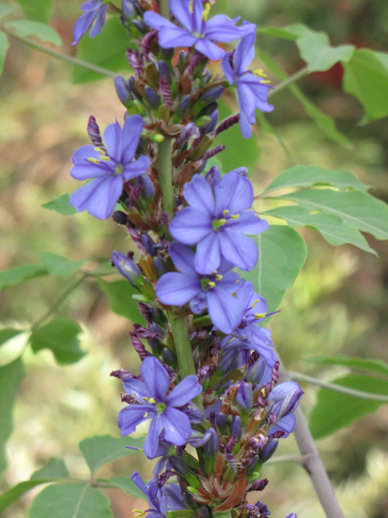 Aristea major