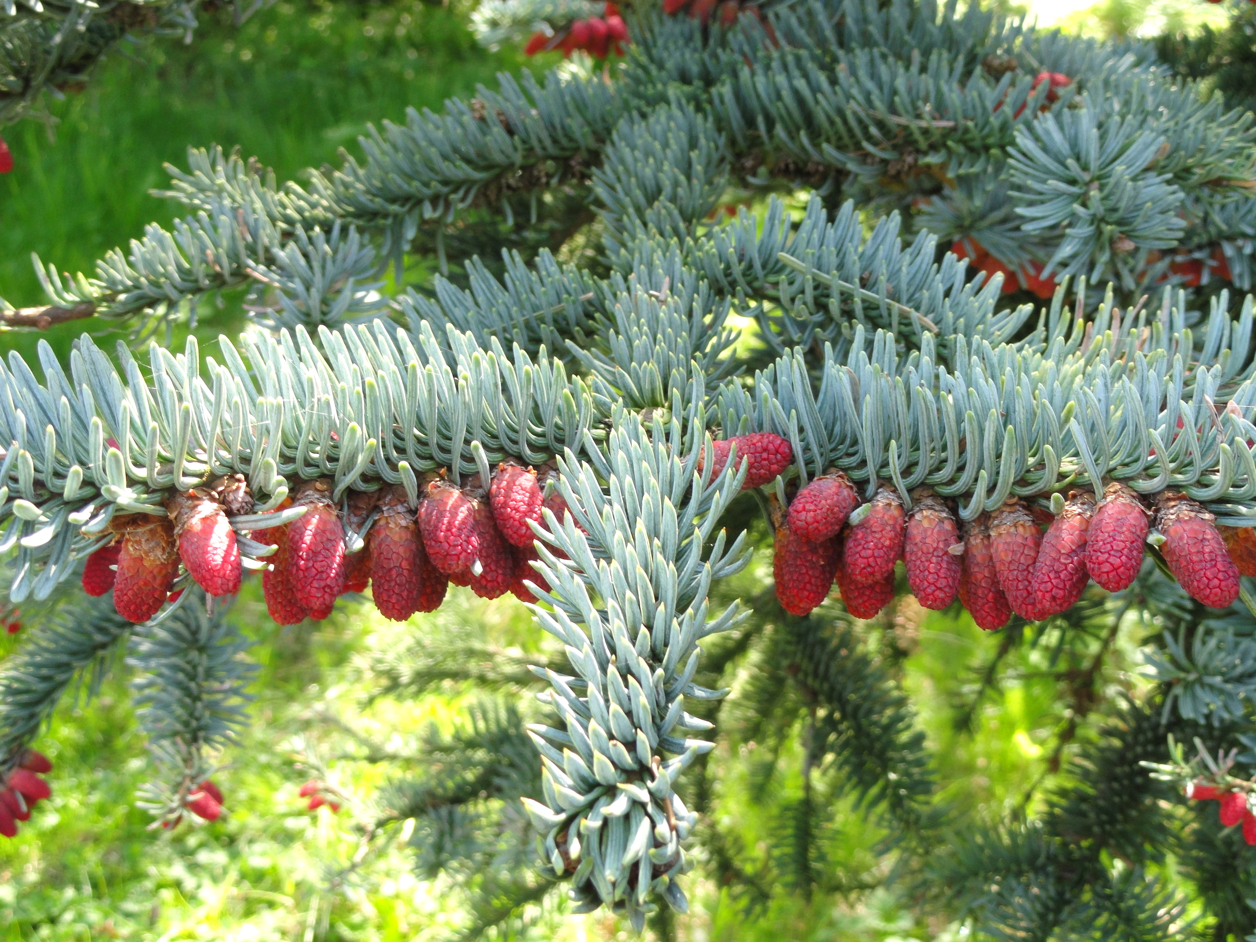 Abies procera
