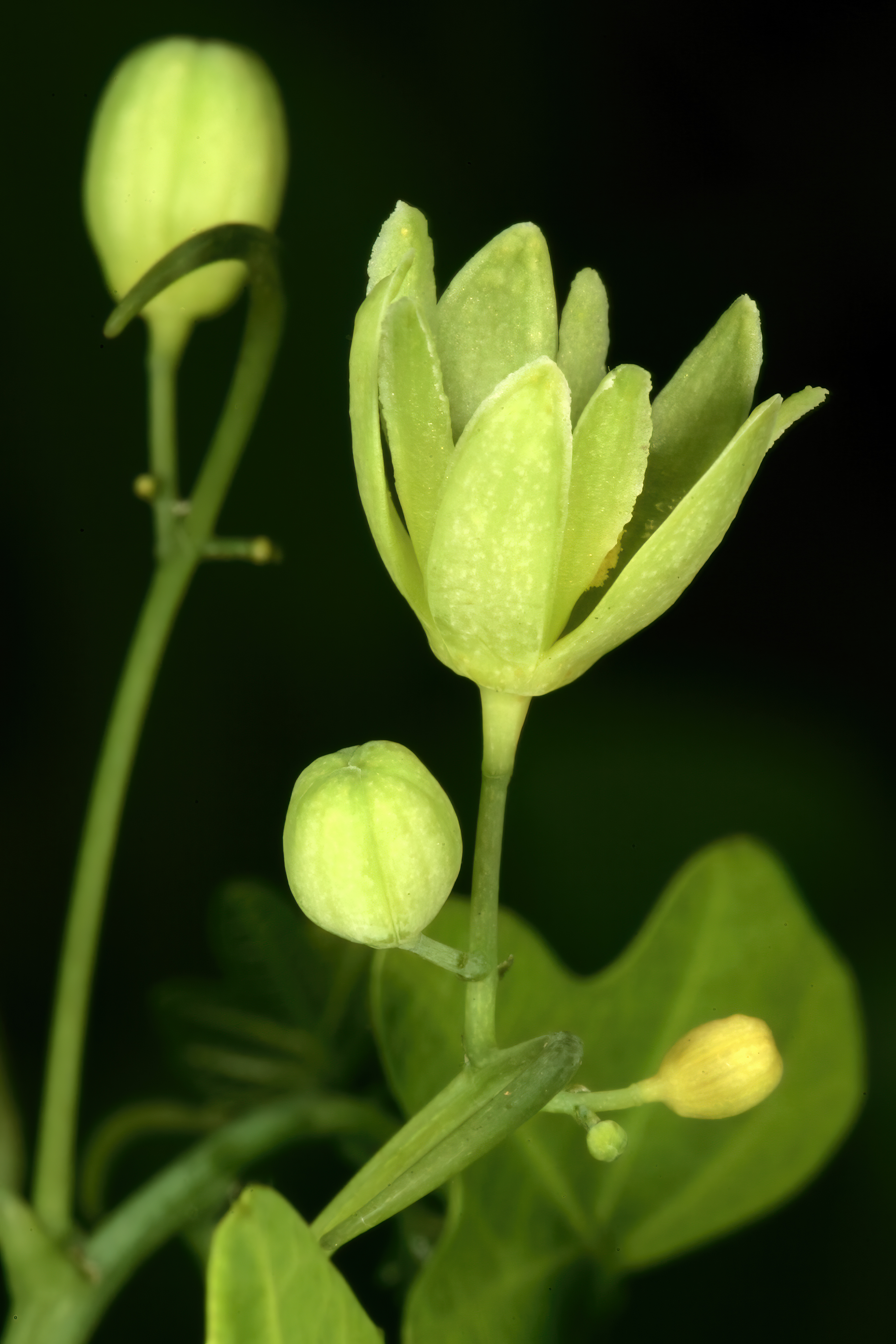 Adenia gummifera var gummifera