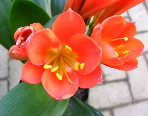 Clivia Red Lady