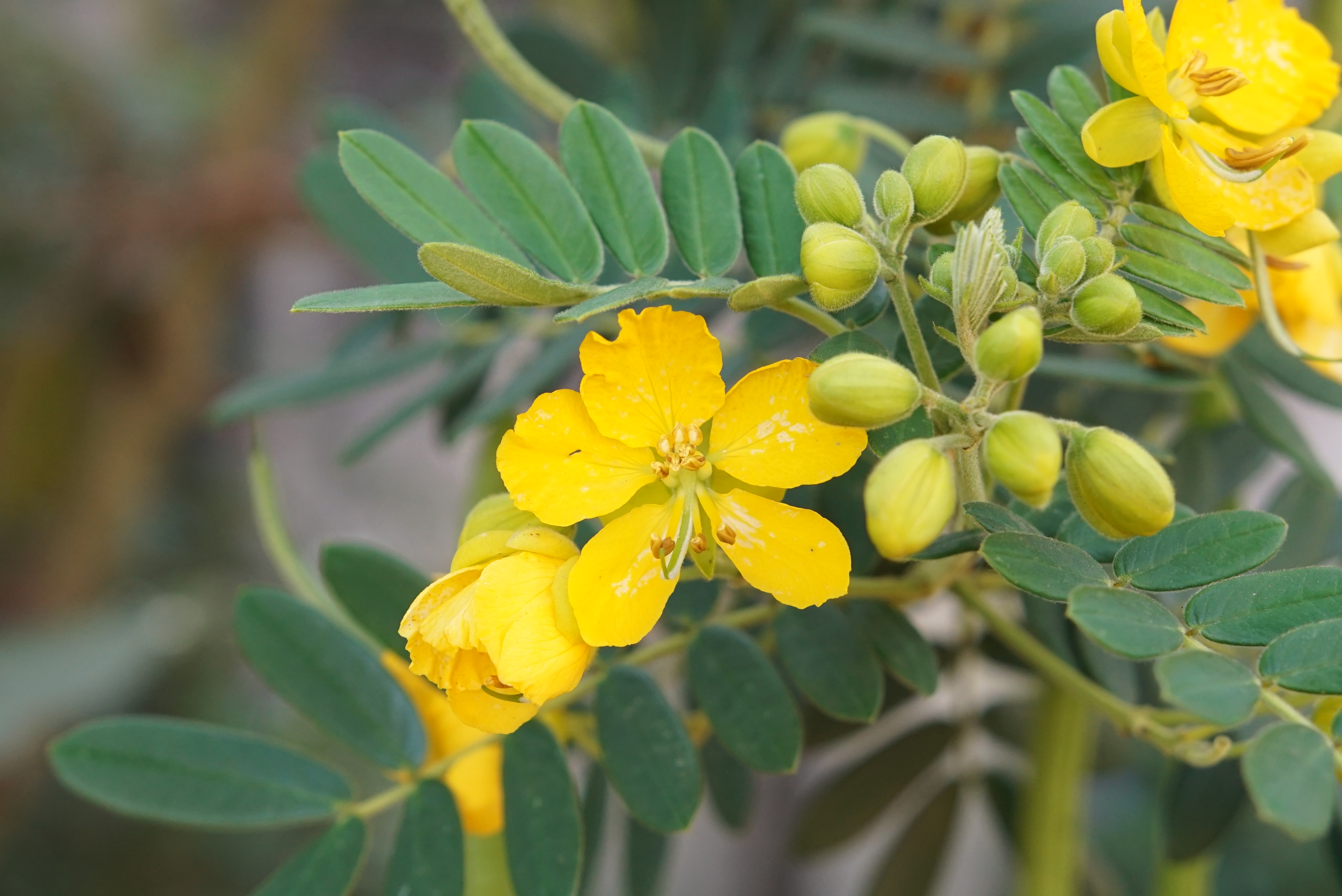 Cassia angustifolia