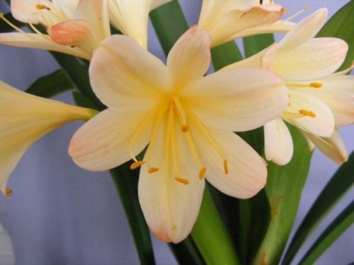 Clivia Appleblossom T9