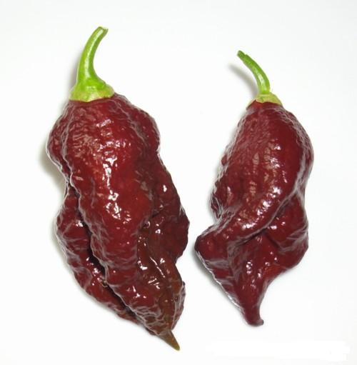 Chili Chocolate Bhut Jolokia