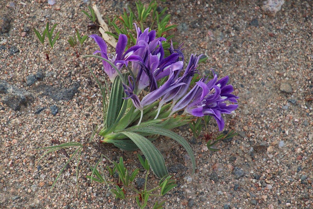 Babiana curviscapa