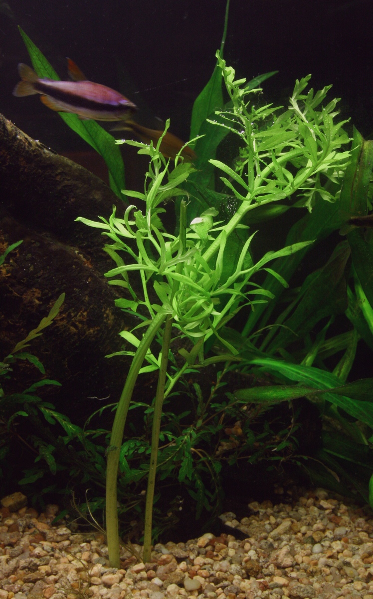 Ceratopteris thalictroides