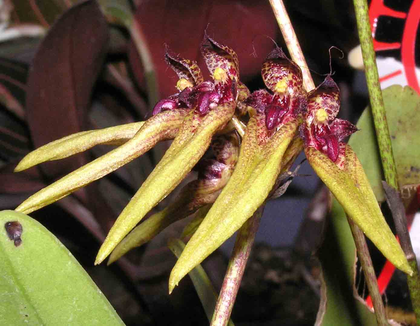 Cirrhopetalum picturatum