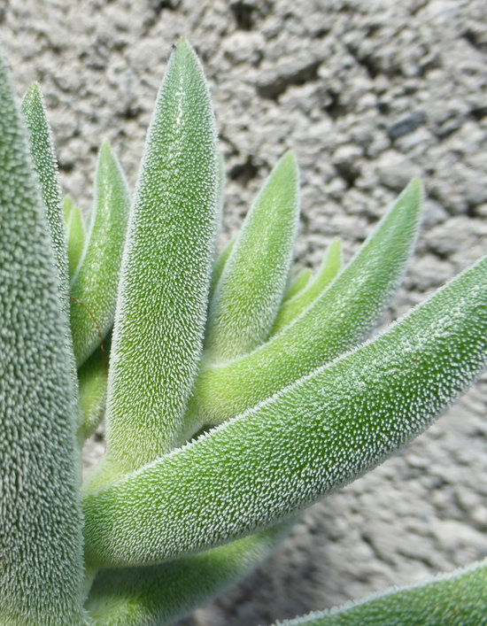 Crassula mesembryanthoides