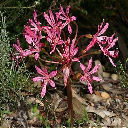 Brunsvigia striata