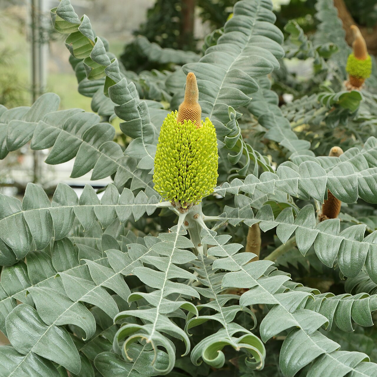Banksia grandis