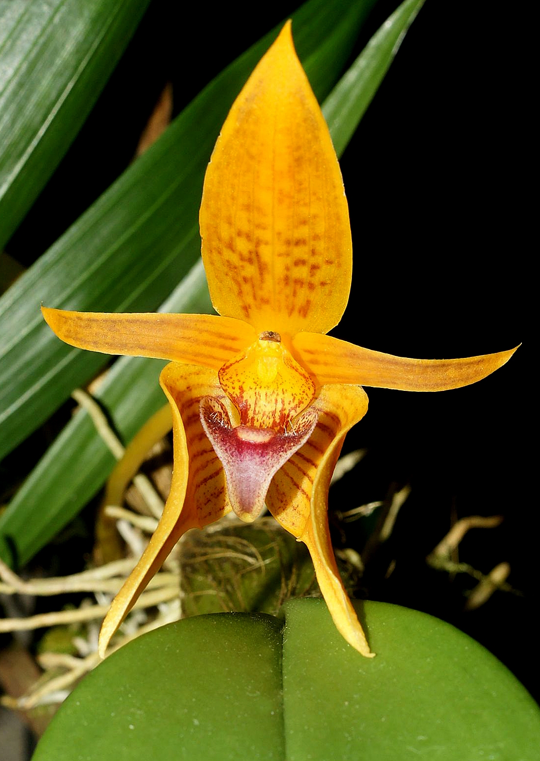 Bulbophyllum smitinandii