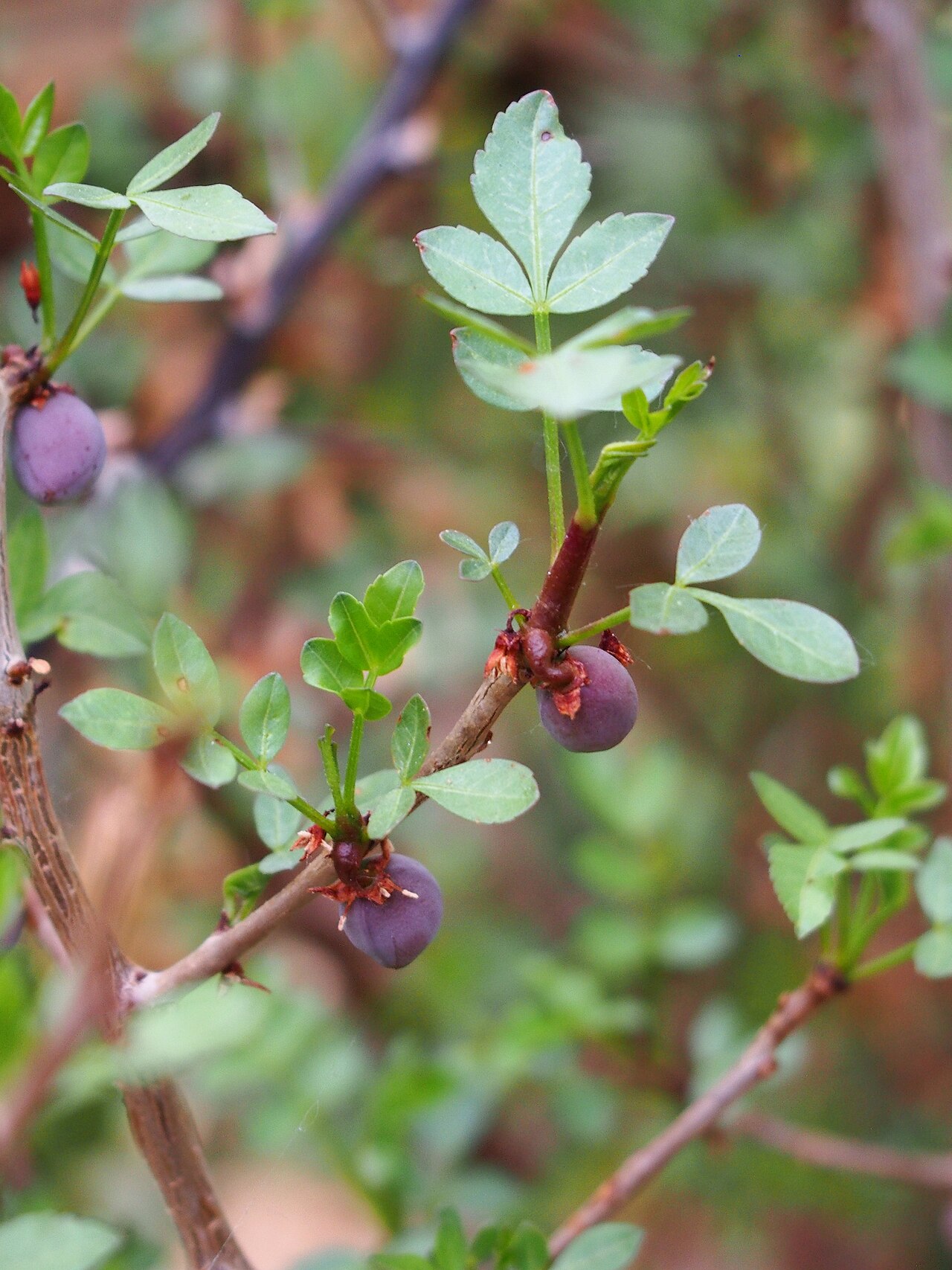 Bursera fagaroides