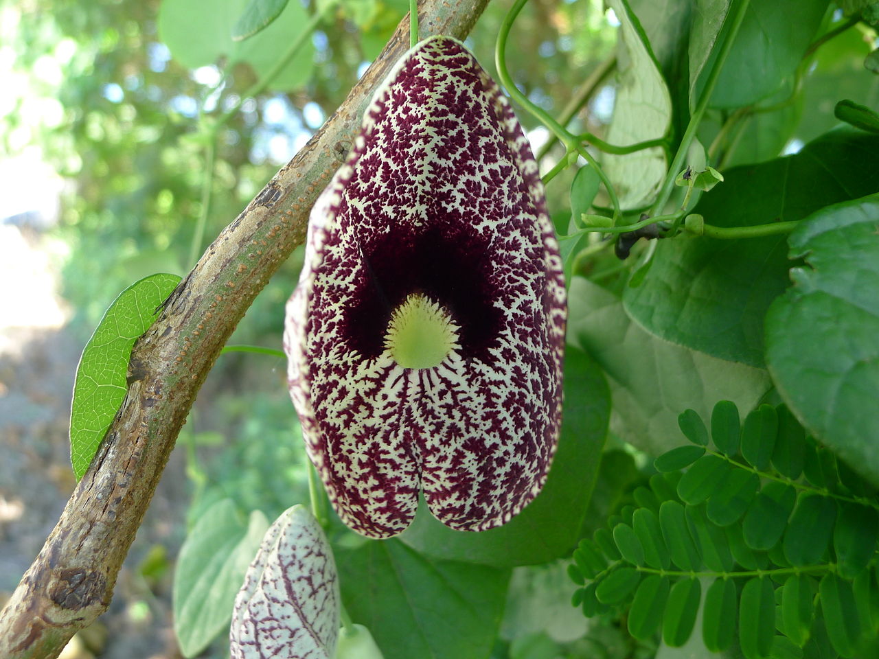 Aristolochia elegans