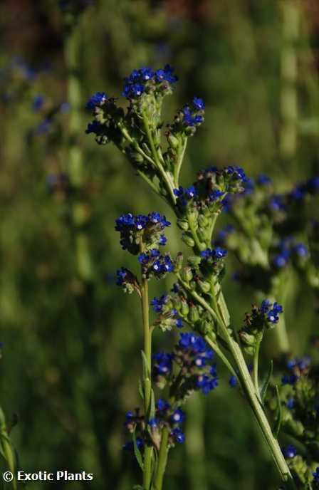 Anchusa capensis
