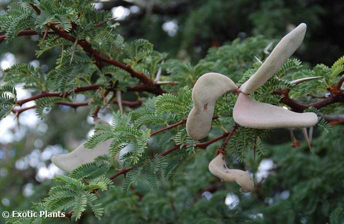 Acacia erioloba