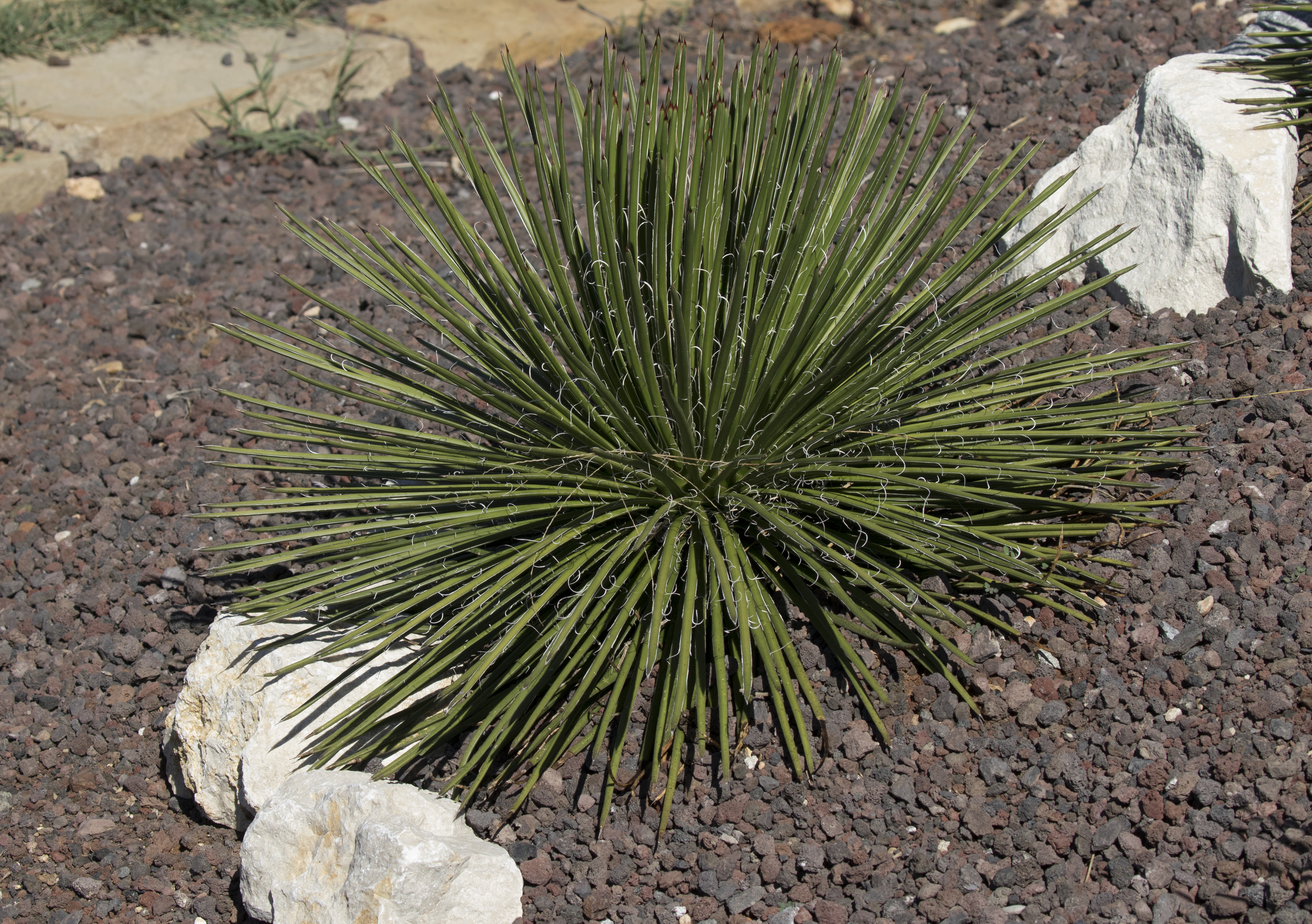 Agave geminiflora