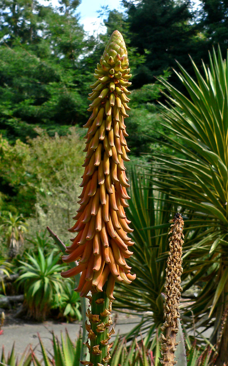 Aloe africana