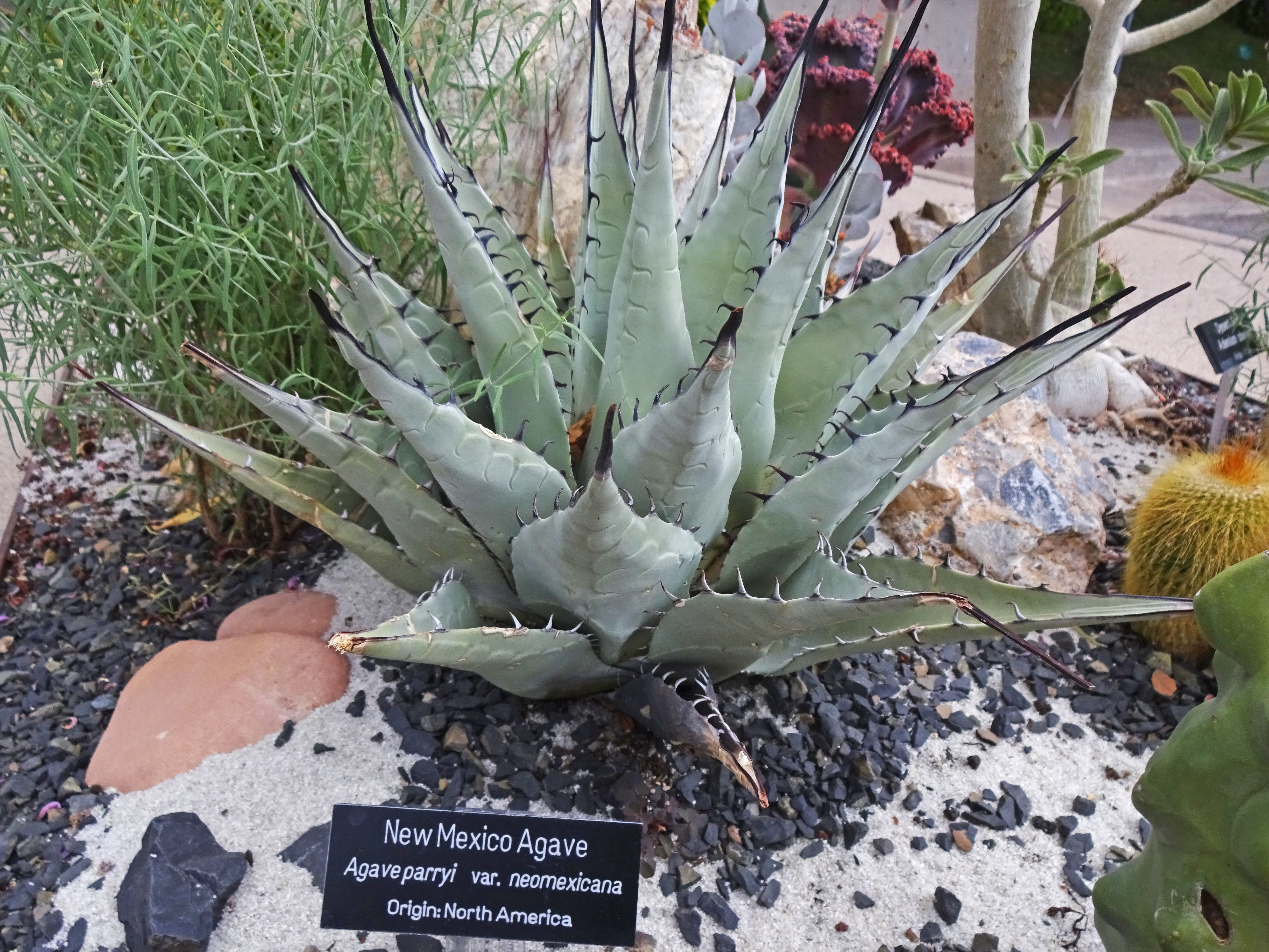 Agave neomexicana