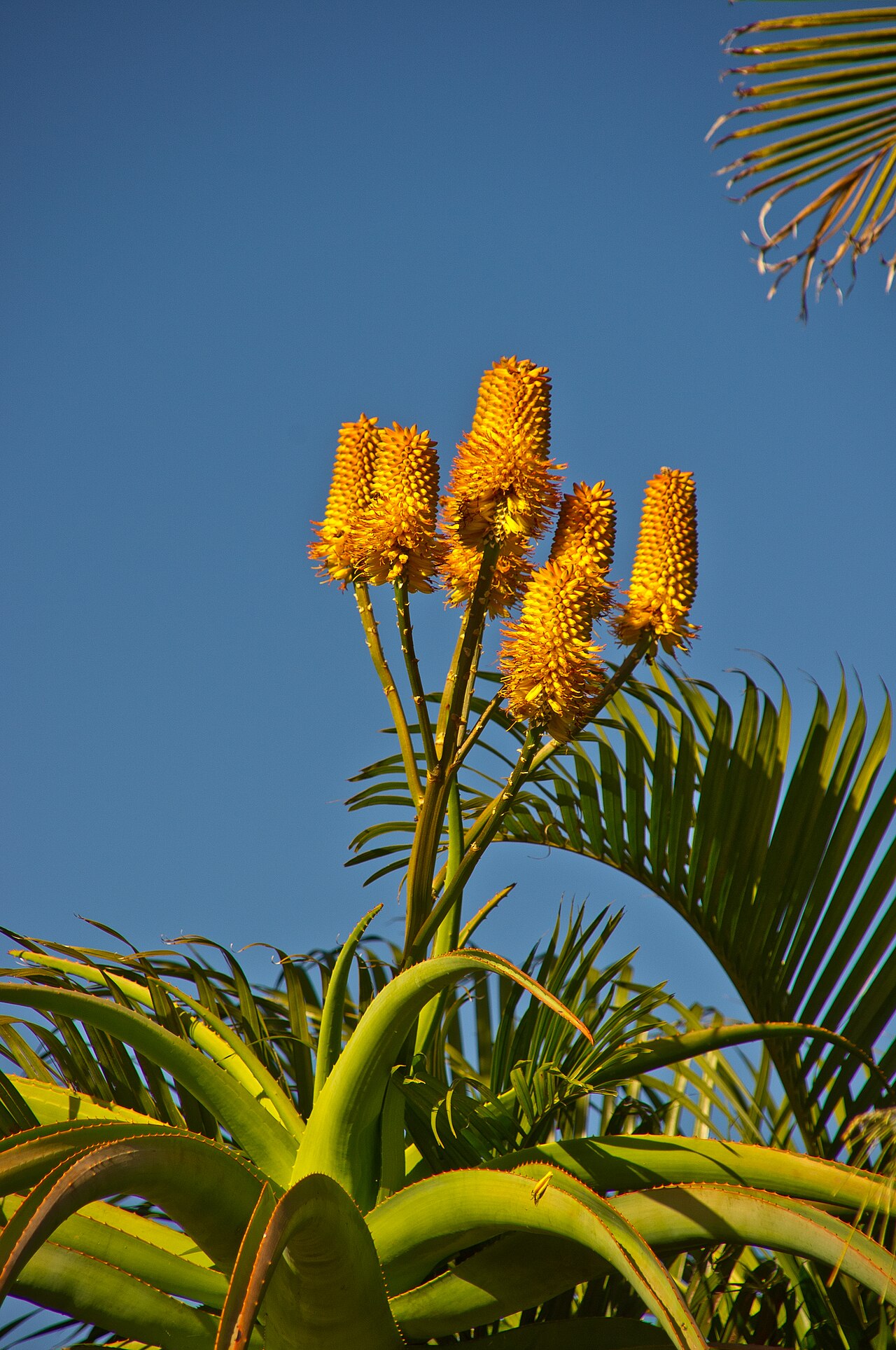 Aloe thraskii