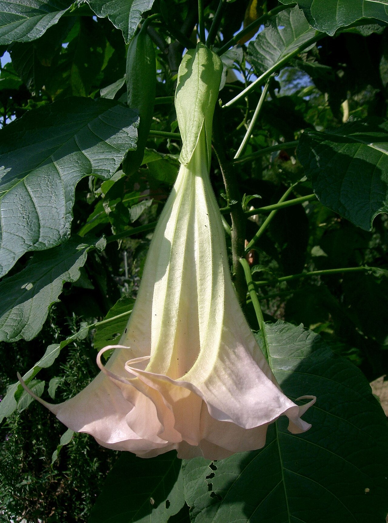 Brugmansia suaveolens Pink