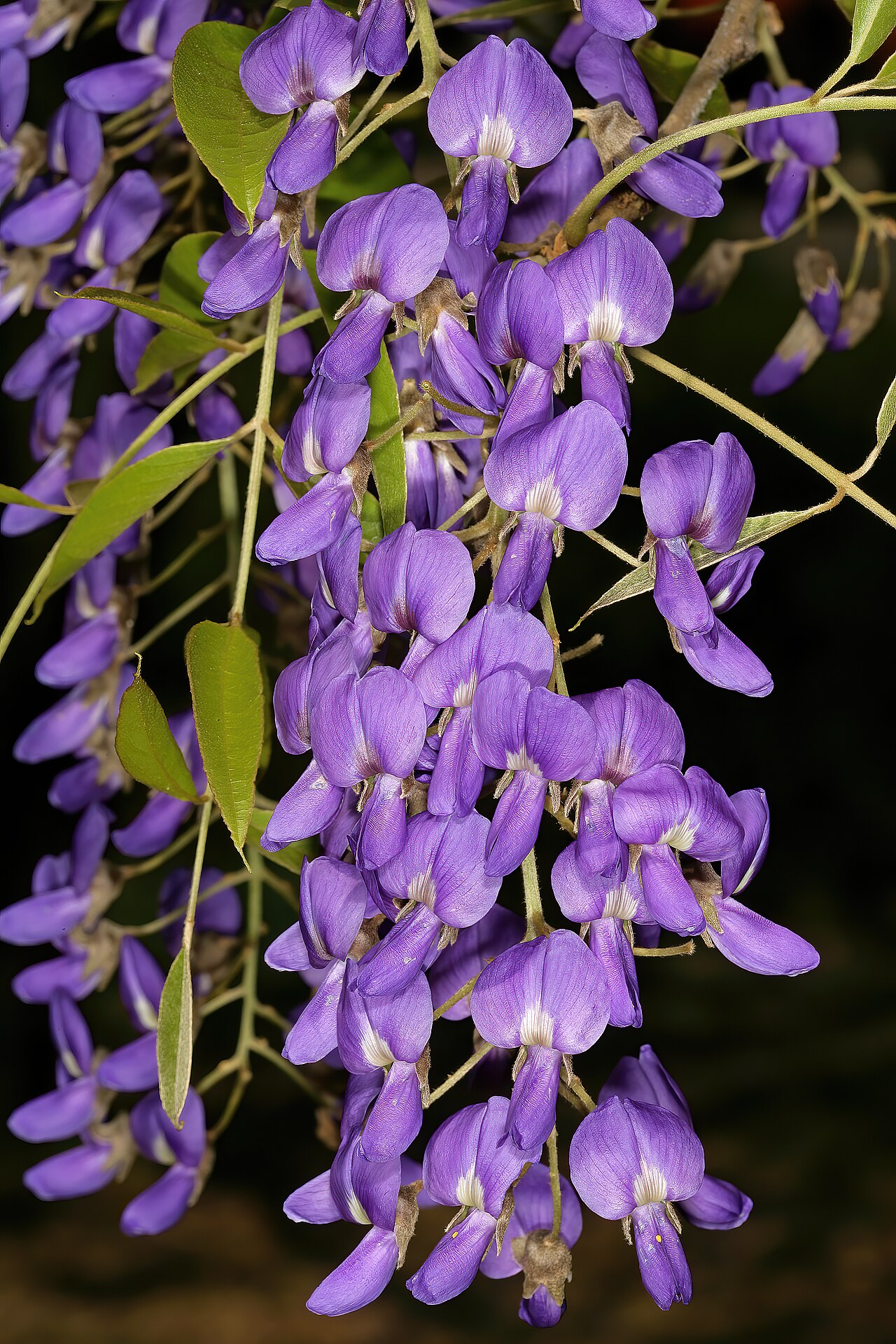 Bolusanthus speciosus