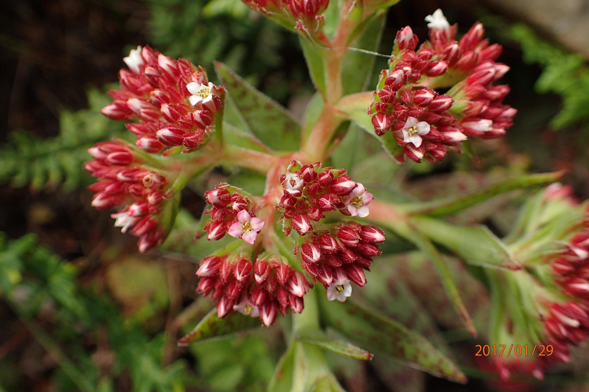 Crassula alba var alba