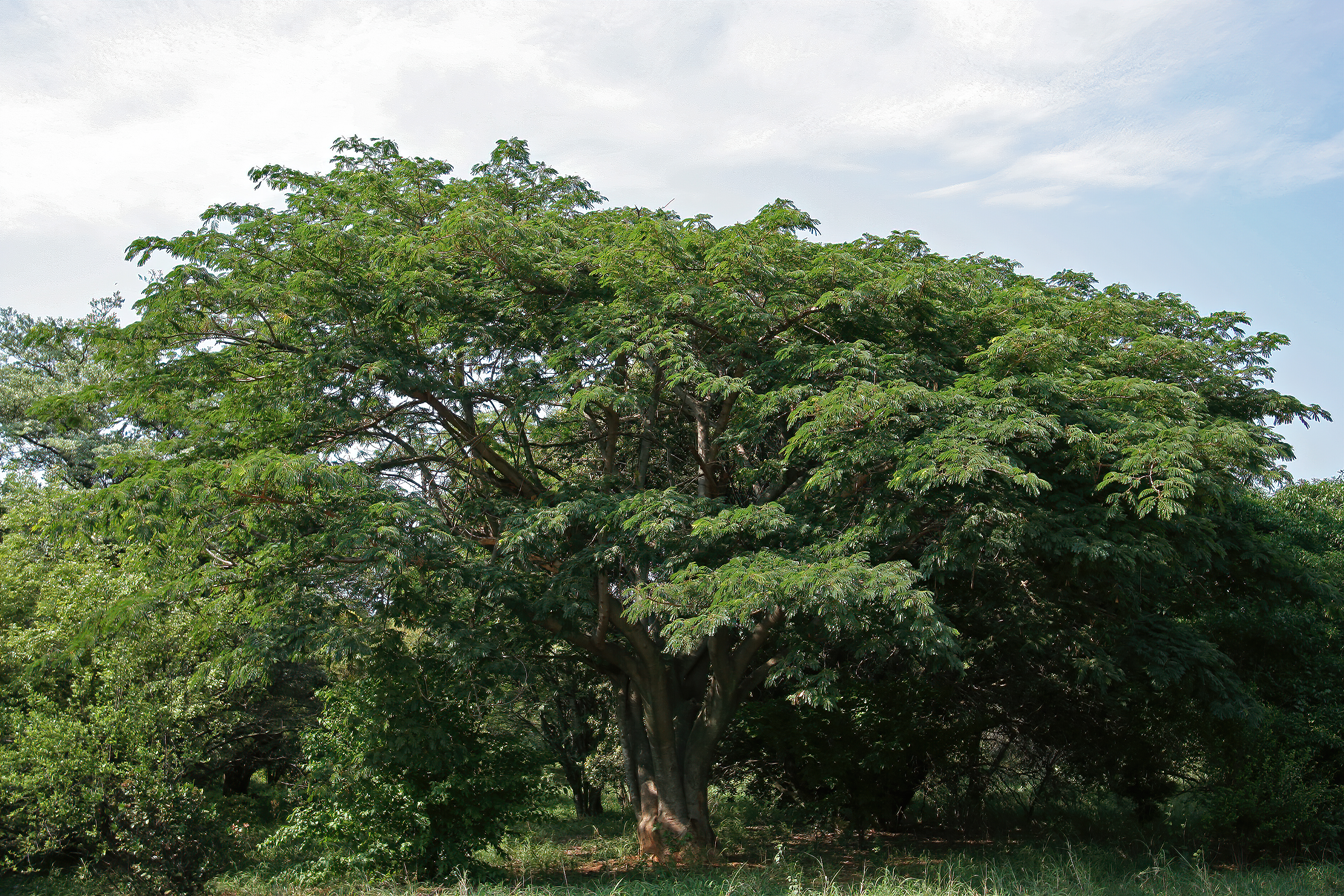 Albizia adianthifolia