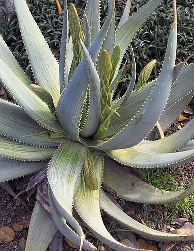 Aloe vogtsii