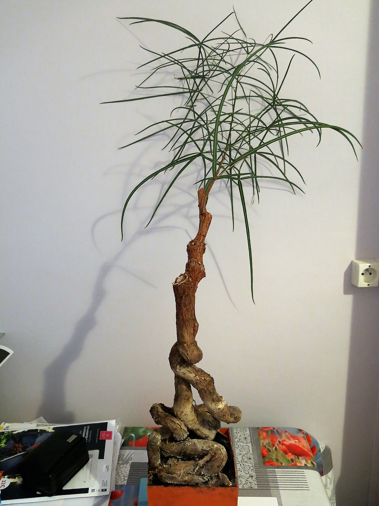 Brachychiton rupestris
