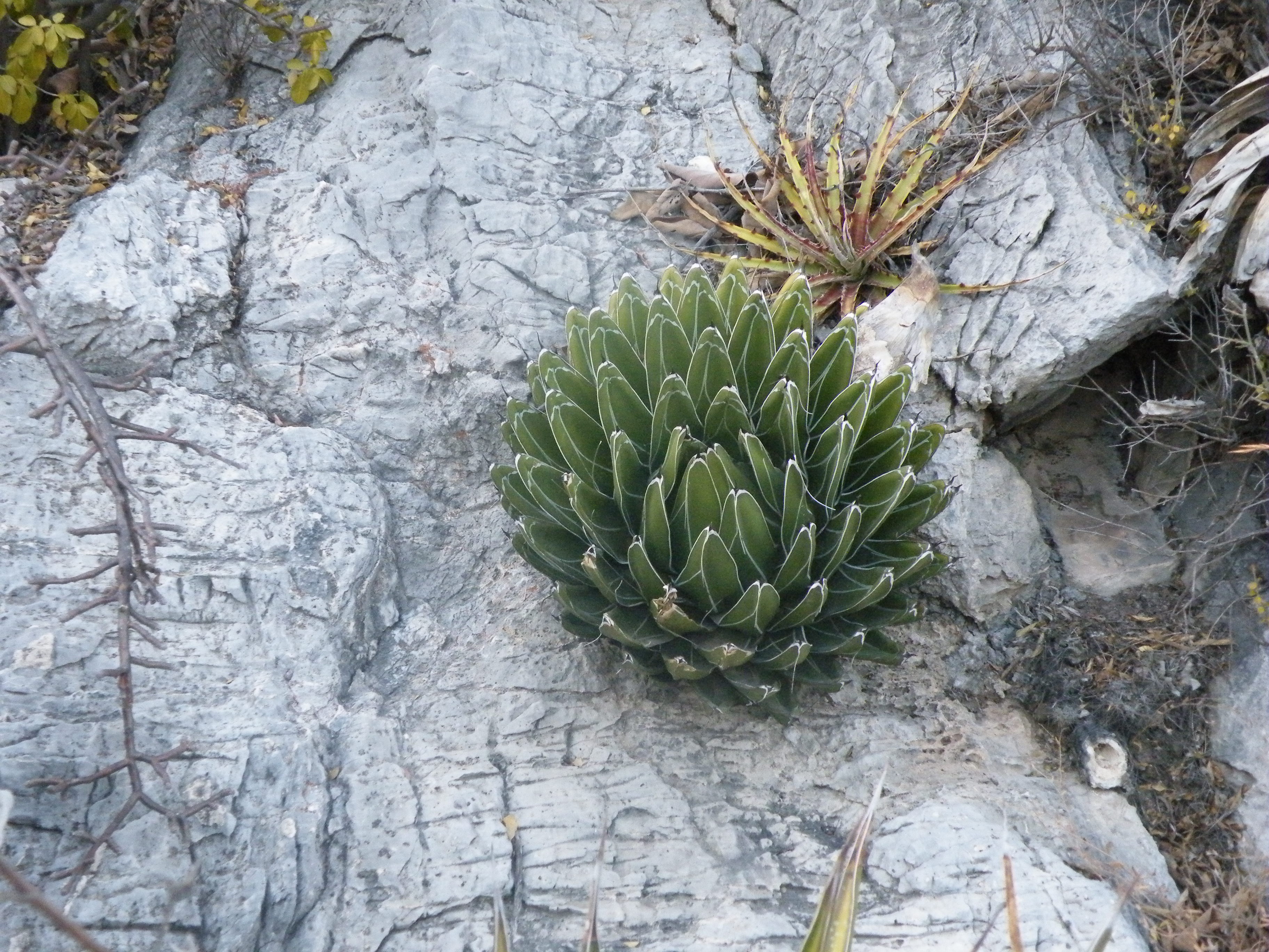 Agave victoriae reginae Huasteca Canyon