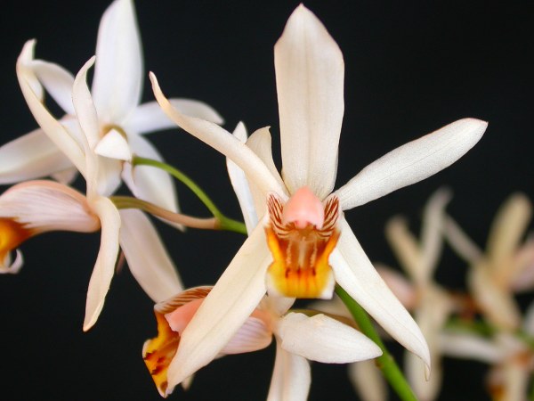 Coelogyne viscosa