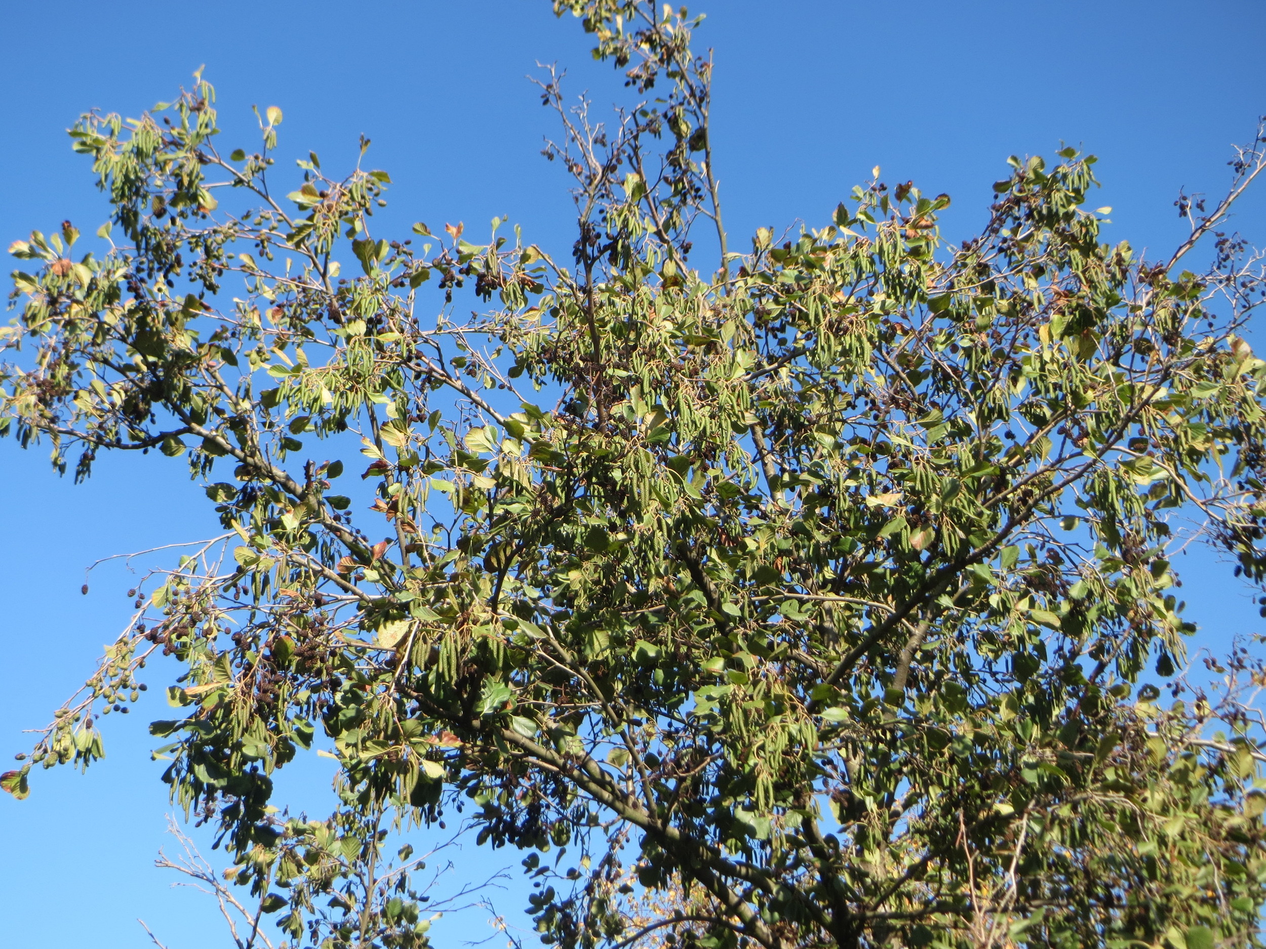 Alnus glutinosa