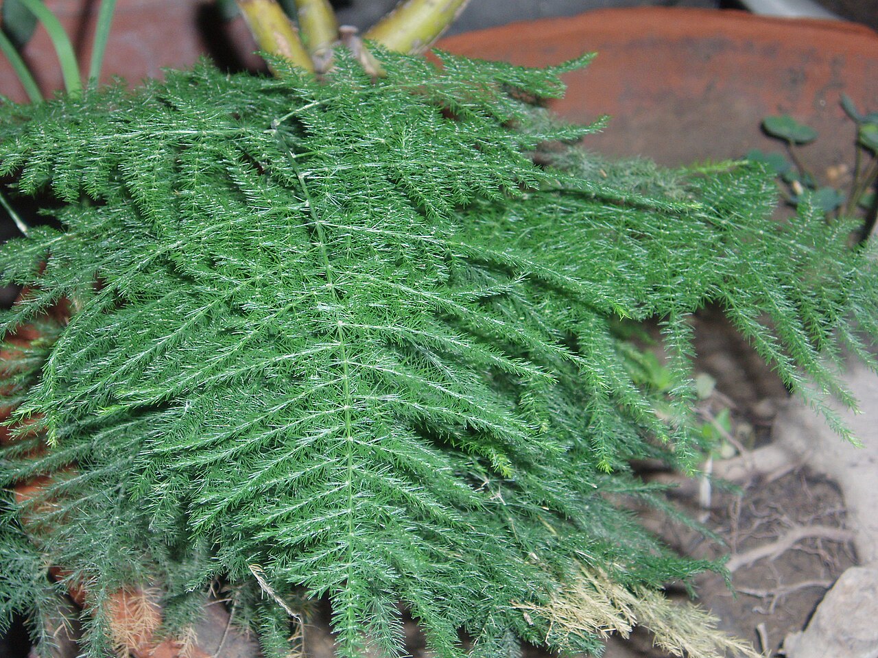 Asparagus setaceus