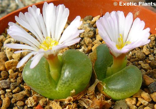 Conophytum lydiae