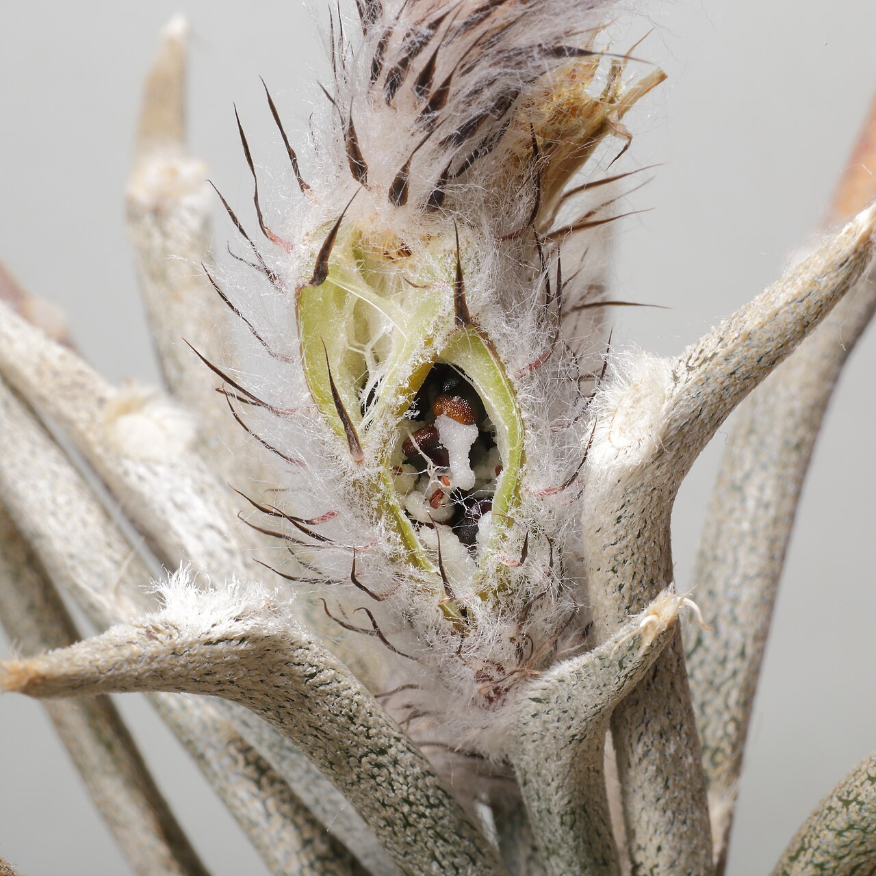 Astrophytum caput medusae