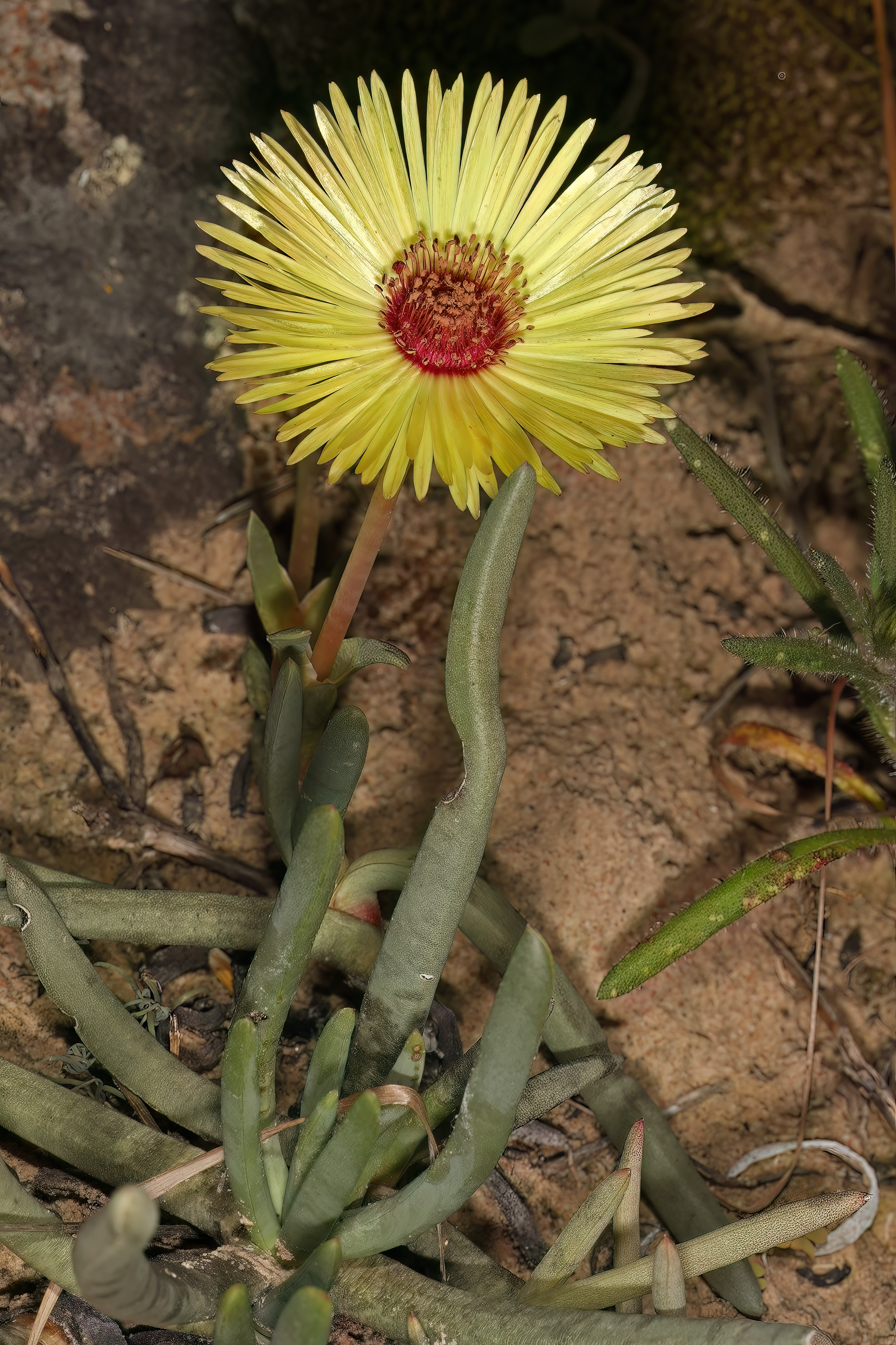 Cephalophyllum pillansii