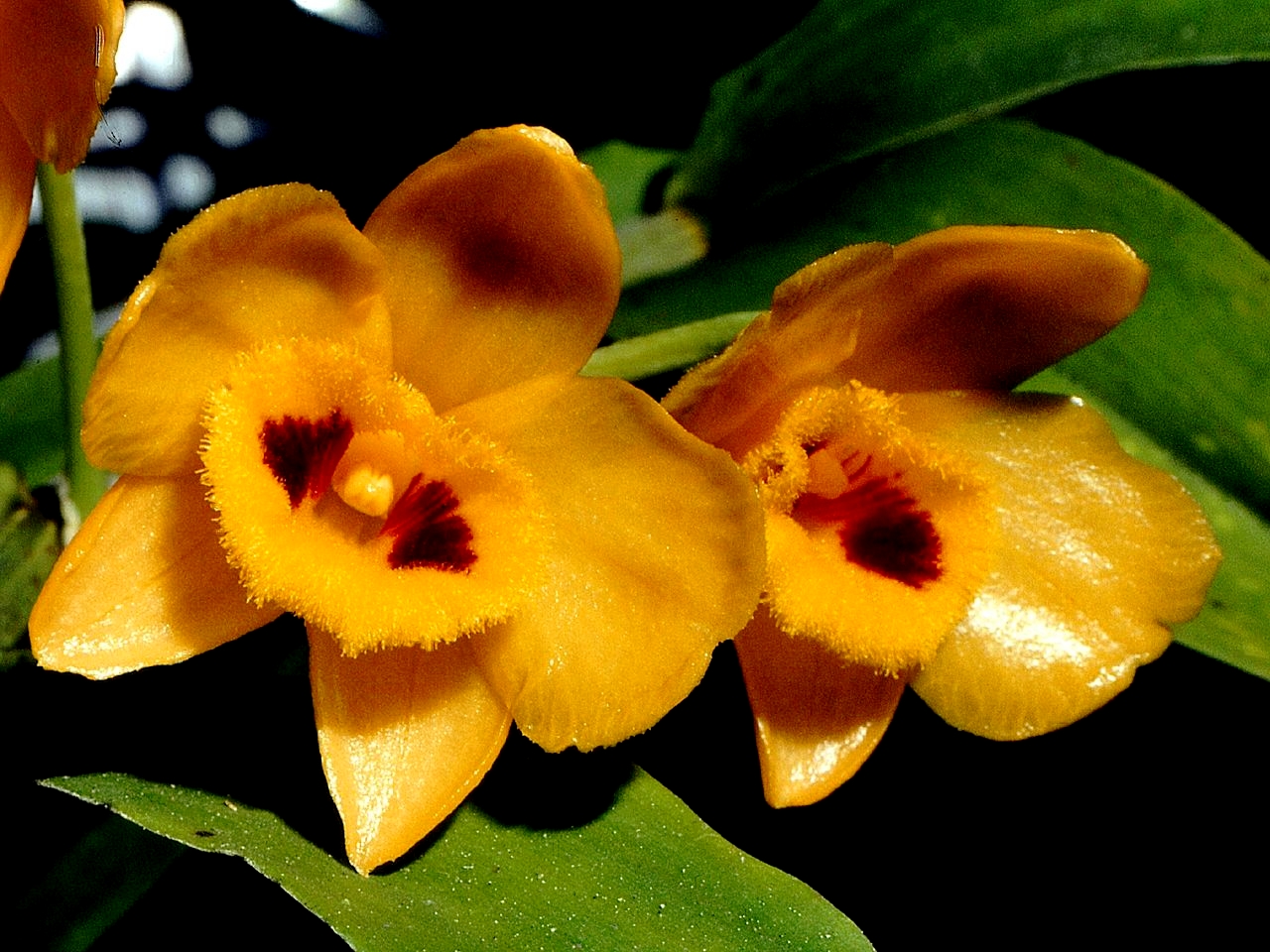 Dendrobium chrysanthum