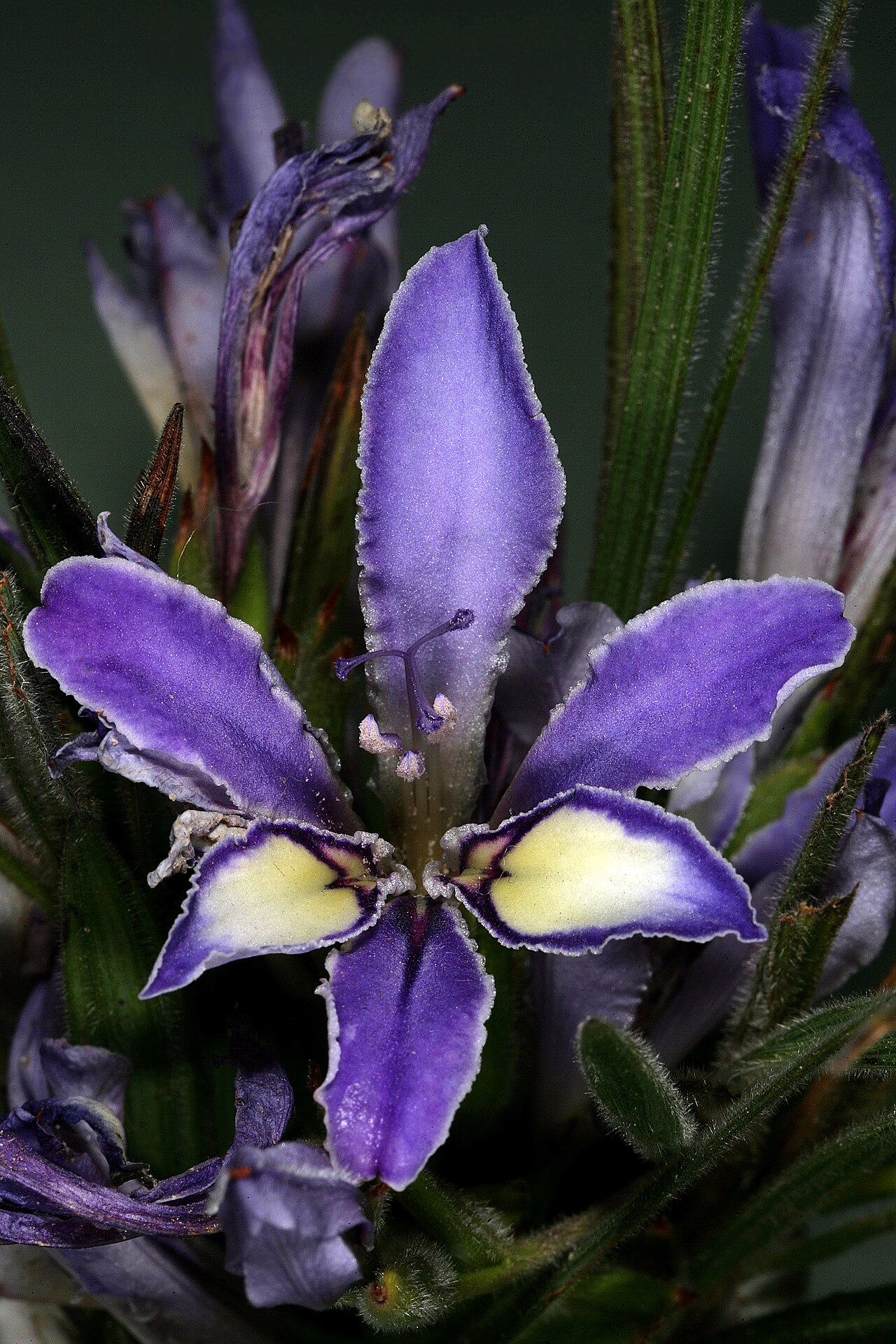 Babiana ambigua
