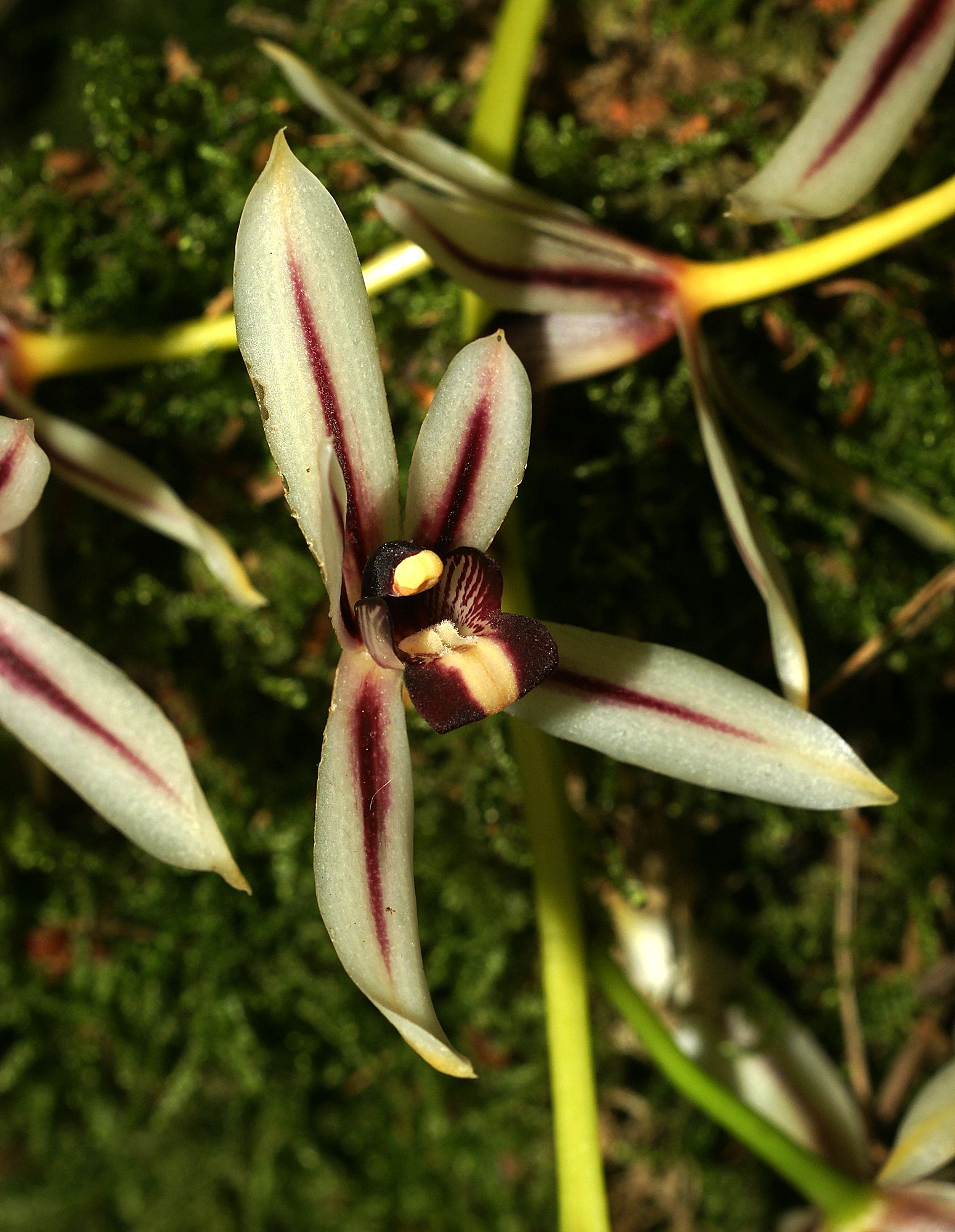 Cymbidium dayanum