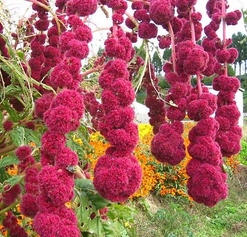 Amaranthus cruentus