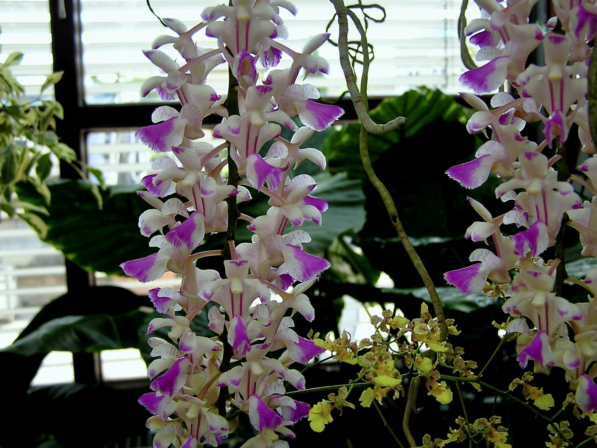 Aerides falcata