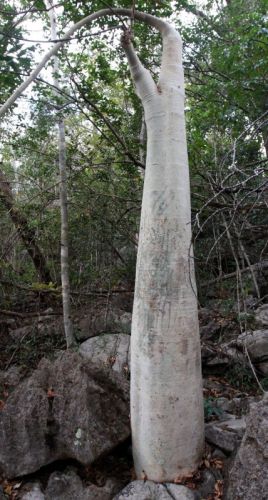 Cyphostemma roseiglandulosum