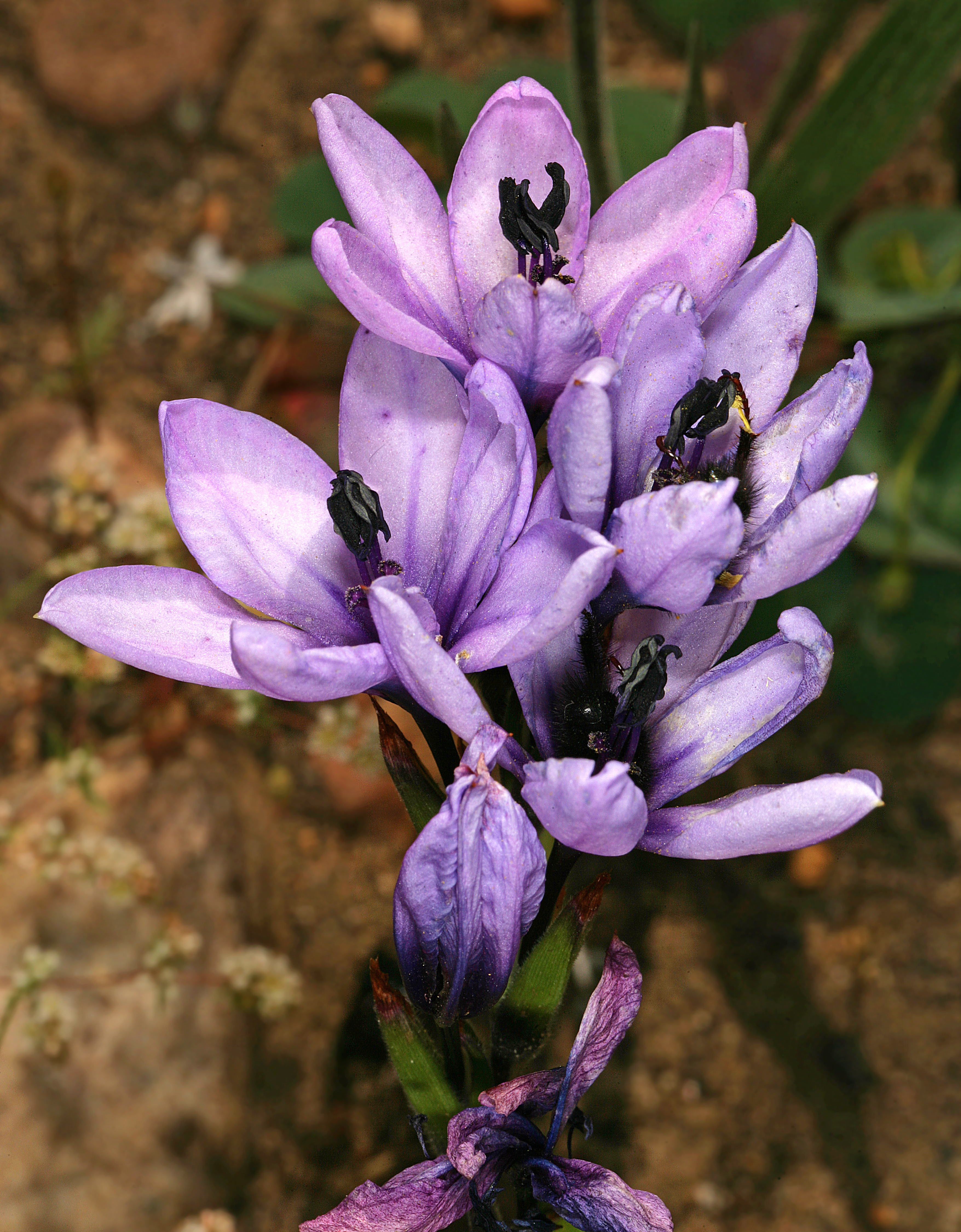 Babiana stricta