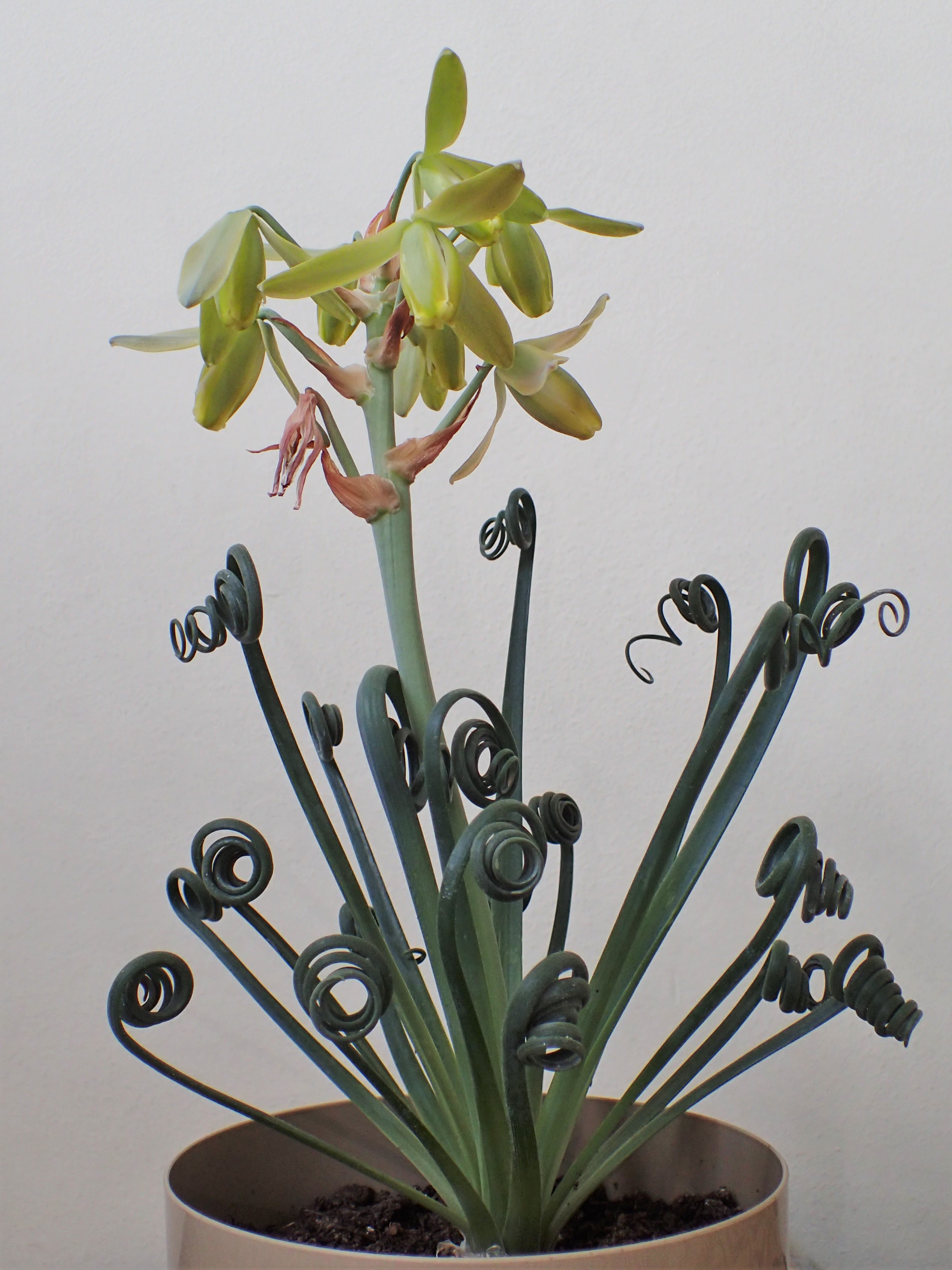 Albuca spiralis
